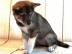 Reinrassige pomsky welpen
