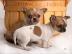 S��e  chihuahuaWelpe mit Papieren