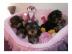 Erstaunliche Yorkshire Terrier Welpen!