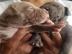 Diese entz�ckenden Pitbull-Welpen sind