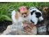 MINI Teacup Pomeranian Zwergspitz Welpen