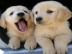 Golden Retriever Welpen mit papieren wha