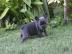 franz�sische Bulldogge
