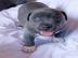 American Pit Bull Blueline