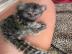 Marmosets zum Verkauf Affenaffen