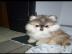 m?nnliche und weibliche pomsky Welpen