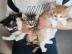 Maine Coon Babys Kitten mit Papieren zu