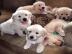 Golden Retriver puppies