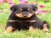 Rottweiler Welpen suchen ein neues zuhau
