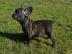 Franz�sische Bulldoggen suchen noch ein