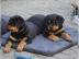 Rottweilerwelpen Rottweiler Welpen