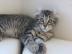 Pedigree American Curl K�tzchen