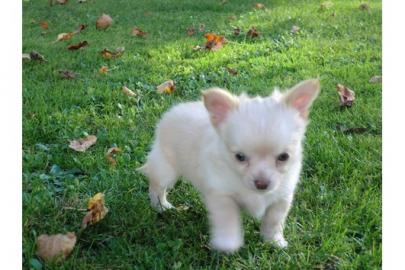 Sch�ne Chihuahua Welpen