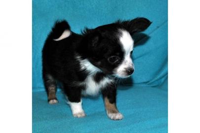 Sch�ne Chihuahua Welpen