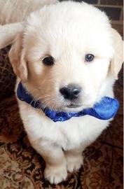 Loving Available Golden Retriever W