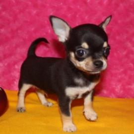Reinrassige Chihuahua-Welpen WhatsApp nu