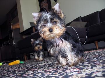 entz�ckende Yorkie Welpen ab sofort verf