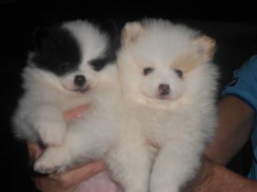 Zwergspitz / Pomeranian Welpen,