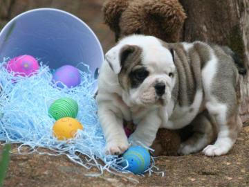 English Bulldog Welpen suchen ein neues