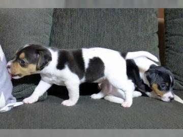 Jack Russell Welpen Reinrassig