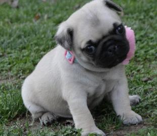Beautiful Puy puppies