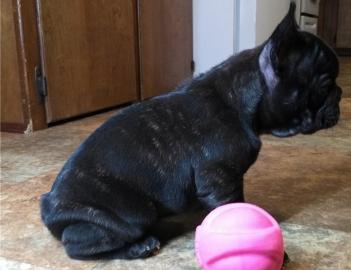 Englische Bulldogge Welpen 12 Wochen alt