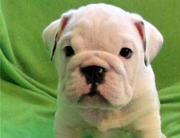 Englische Bulldogge Welpen 12 Wochen alt