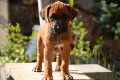 Rhodesian Ridgeback Welpen mit Papiere