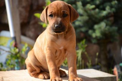 Rhodesian Ridgeback Welpen mit Papiere