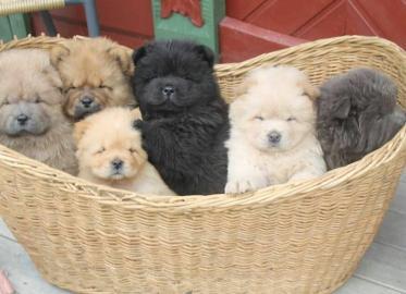 Chow Chow Welpen 4 Jungs und 3 M�dchen m