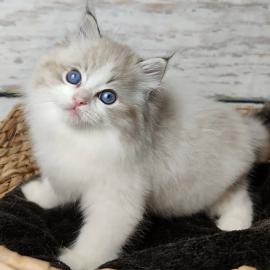 Ragdoll katze mit papieren