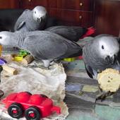 Graupapageienbabys