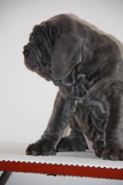 Mastino Napoletano Welpen