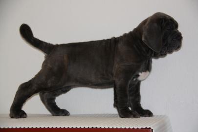 Mastino Napoletano Welpen