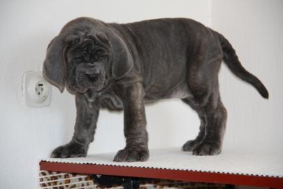 Mastino Napoletano Welpen