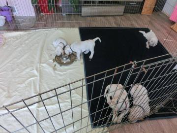 Spinone Italiano