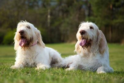 Spinone Italiano