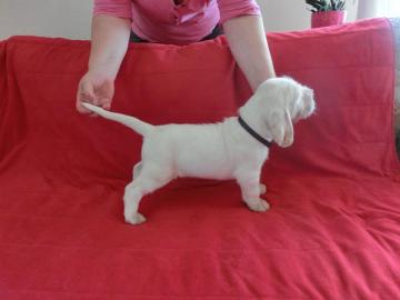 Spinone Italiano