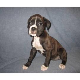 Reinrassig Boxer Welpen
