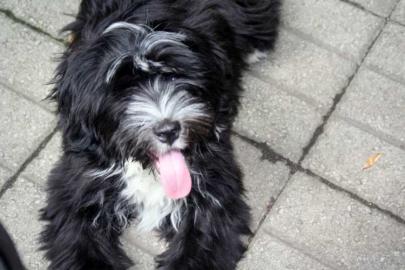 Tibet Terrier Welpen aus einer Top Verpa