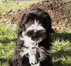 Tibet Terrier Welpen aus einer Top Verpa