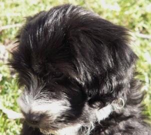 Tibet Terrier Welpen aus einer Top Verpa