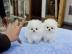 Zwergspitz Pomeranian welpen mit Papiere