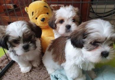 Shih-Tzu-Welpen zur Vermittlung. 