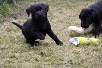 Labrador-Welpen mit Papieren