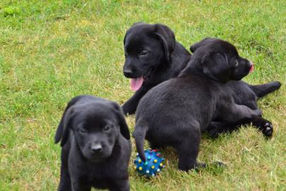 Labrador-Welpen mit Papieren