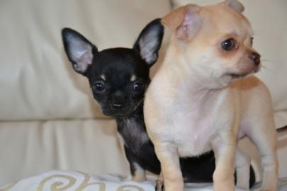 Typvolle Chihuahua Welpen aus Hobby Zuch