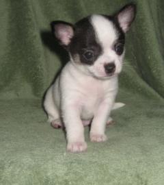 Typvolle Chihuahua Welpen aus Hobby Zuch