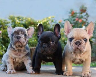 Wundersch?ne franz?sische Bulldoggenwelp
