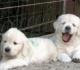 Golden Retriever Welpen
